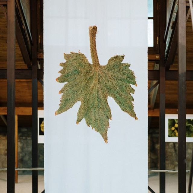 Ταξινομία - Rob Kesseler / Taxonomy - Rob Kesseler (2019)